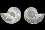 Cut & Polished Ammonite Fossil - Agatized #88203-1